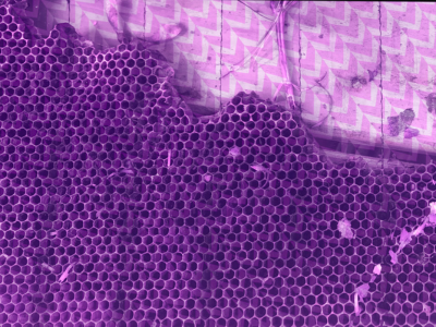 Brand & Experience Services